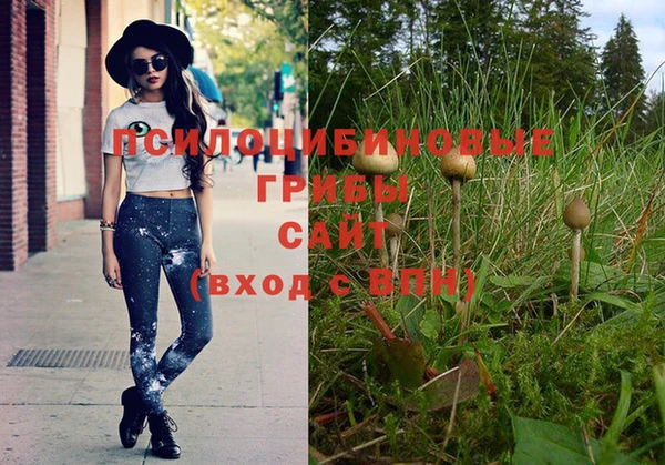 стаф Елизово